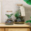 Terrarium - Afbeelding 3