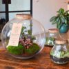 Terrarium - Afbeelding 4